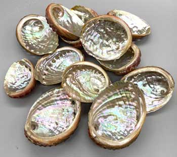 (pack of 100) 2" - 3" Abalone Shell incense burner