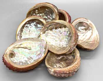 (pack of 12) 3-4" Abalone Shell incense burner